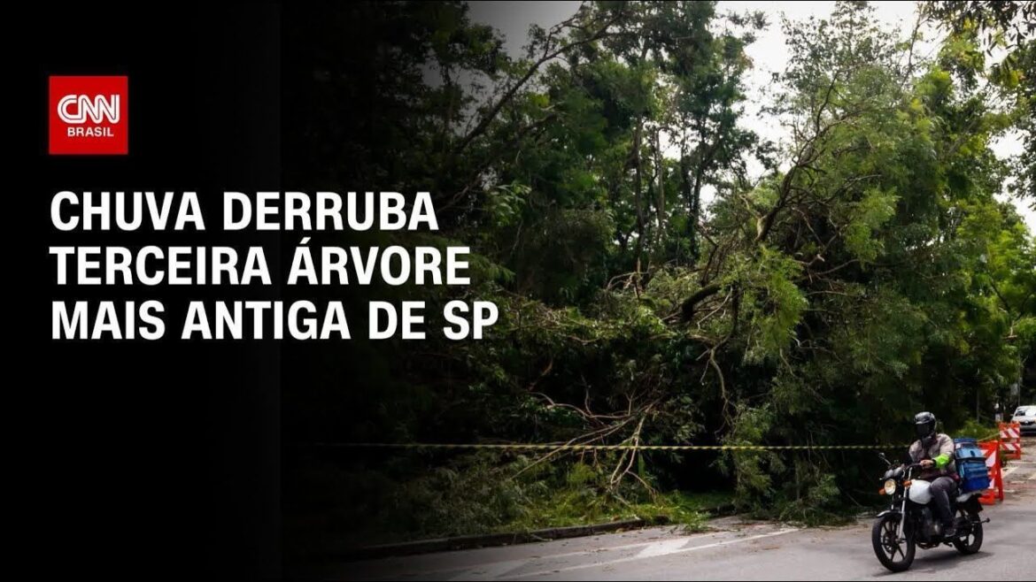 mercado-de-carbono-engatinha,-mas-engaja-especialistas-em-investimentos
